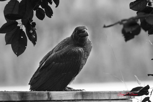 Raven in Black and White