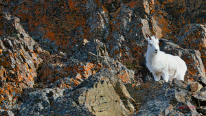 Ram sheep along Seward Highway