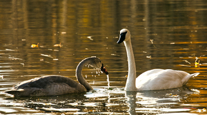 White and Gray Swans