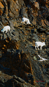Sheep triplet on ridge Seward highway
