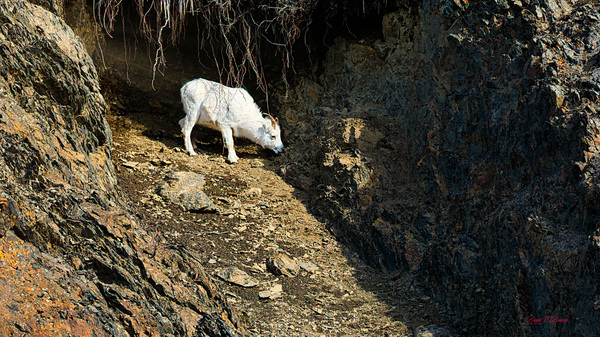 Alone in the draw Print