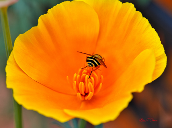Flower with wasp Print