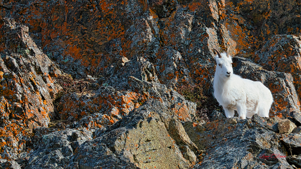 Ram sheep along Seward Highway Print