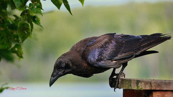 Raven in color Print