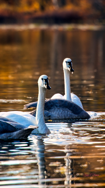 Swan Pair Print