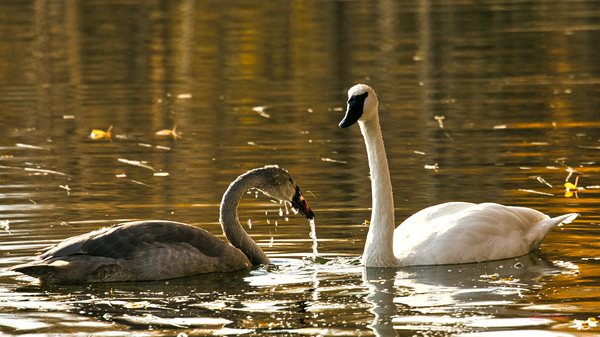 White and Gray Swans Print