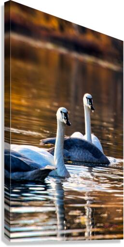 Swan Pair Canvas Print
