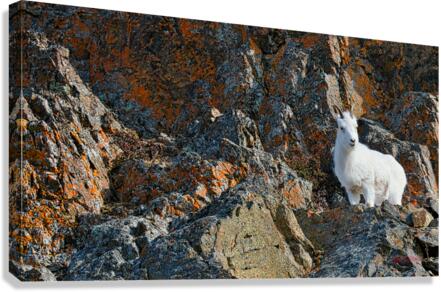 Ram sheep along Seward Highway Canvas Print