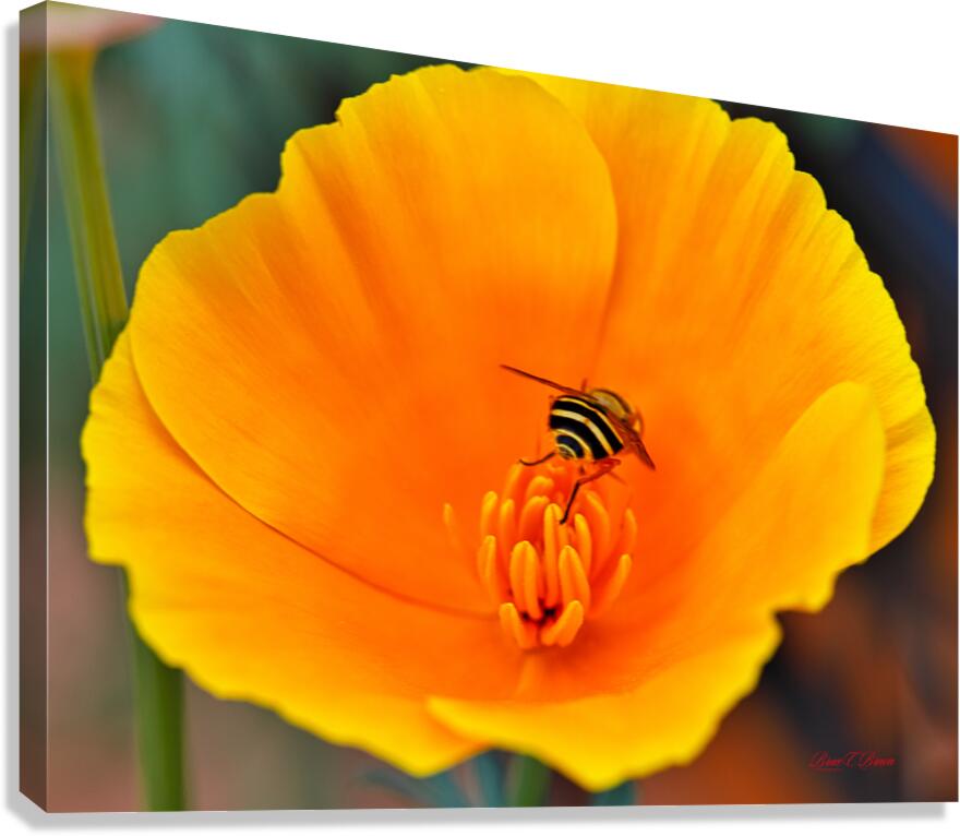 Flower with wasp Canvas Print