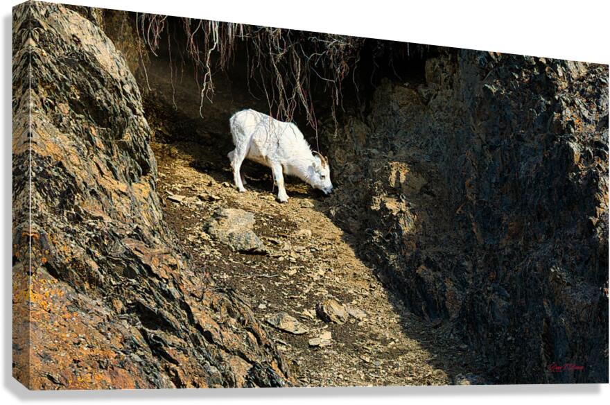 Alone in the draw Canvas Print