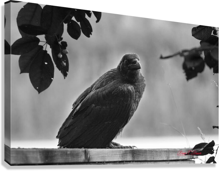 Raven in Black and White Canvas Print