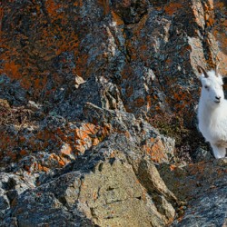Ram sheep along Seward Highway