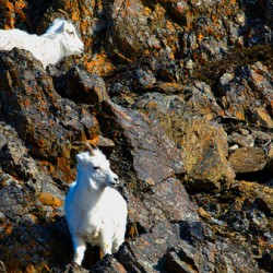 Sheep pair on ledge Seward highway