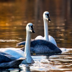 Swan Pair