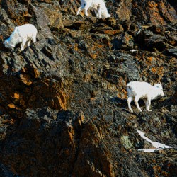 Sheep triplet on ridge Seward highway
