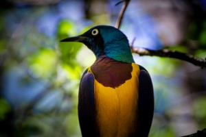 Bird