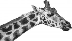 giraffe