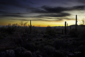 Sonoran Desert December Sunset