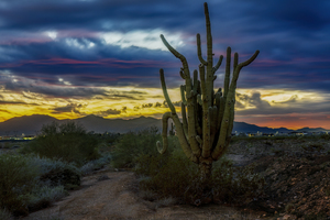 Desert Sentinels at Sunset