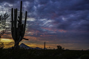 Pink Sky Saguaro