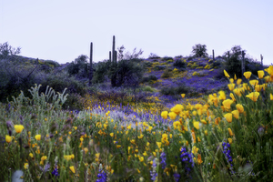 Evening Bloom at Horseshoe Lake