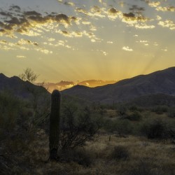 Sonoran Dawn