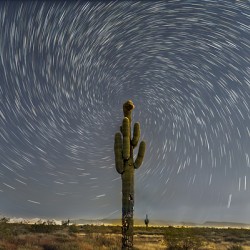Celestial Dance Over the Crested Saguaro