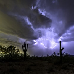 Phoenix Monsoon Saguaro