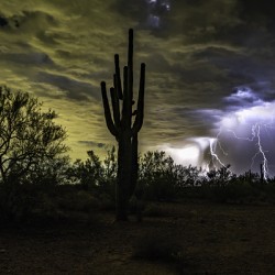 Saguaro and Rain Curtain