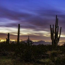 Purple Mountain Majesty