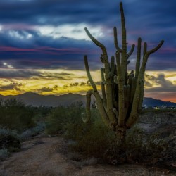 Desert Sentinels at Sunset