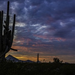 Pink Sky Saguaro