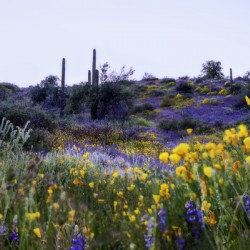 Evening Bloom at Horseshoe Lake