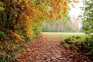 THE WOODS CHOOSE COLORS