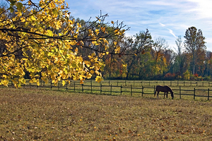 A HORSE IN AUTUMN