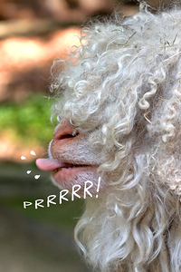 THE IRRIVERENT GOAT