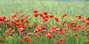 FIELD OF POPPIES