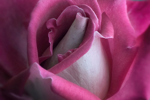 A PINK ROSE