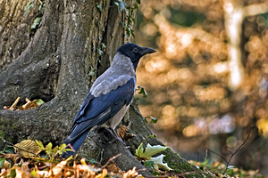 CORVUS CORNIX