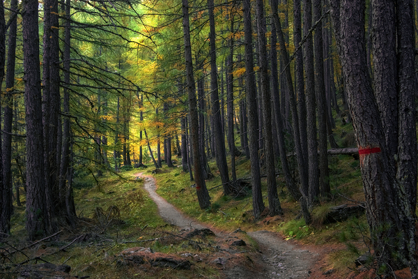 TOWARD THE LIGHT Digital Download