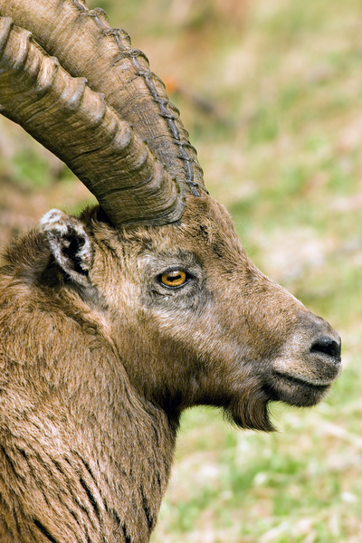 HORNS AND BEARD Print