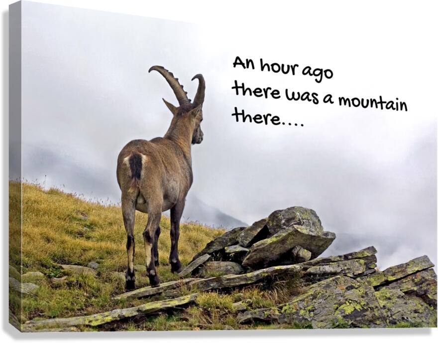 DISORIENTED IBEX Canvas Print