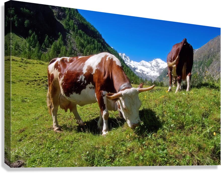GRAZING COWS Canvas Print