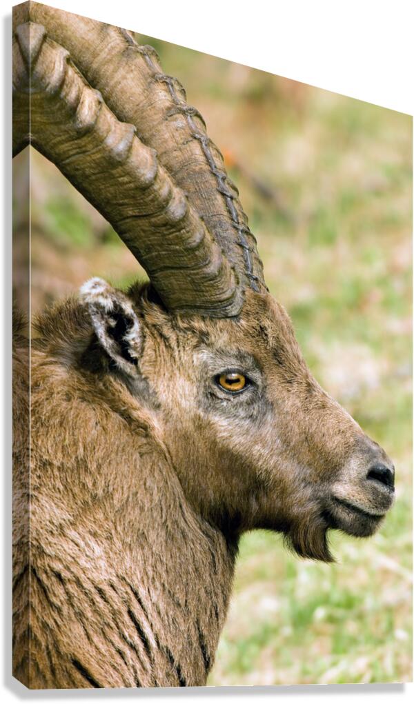 HORNS AND BEARD Canvas Print