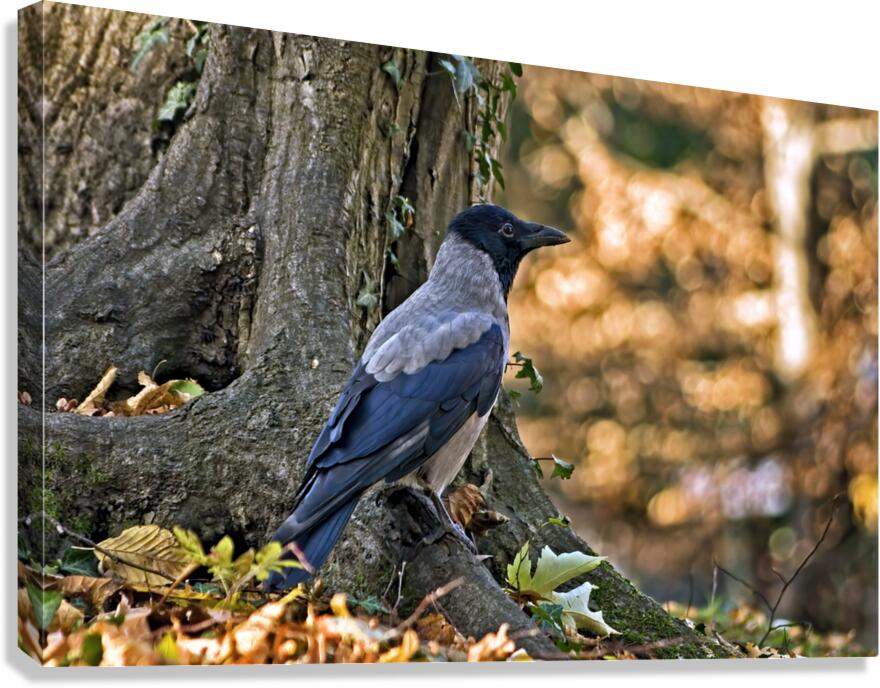 CORVUS CORNIX Canvas Print