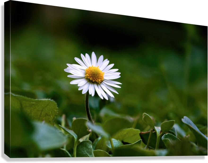 LONELY DAISY Canvas Print