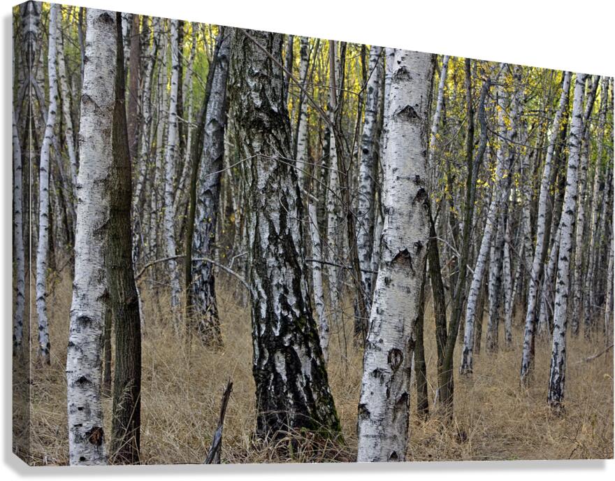 BIRCH FOREST Canvas Print