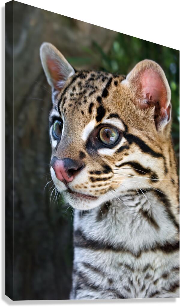 OCELOT Canvas Print