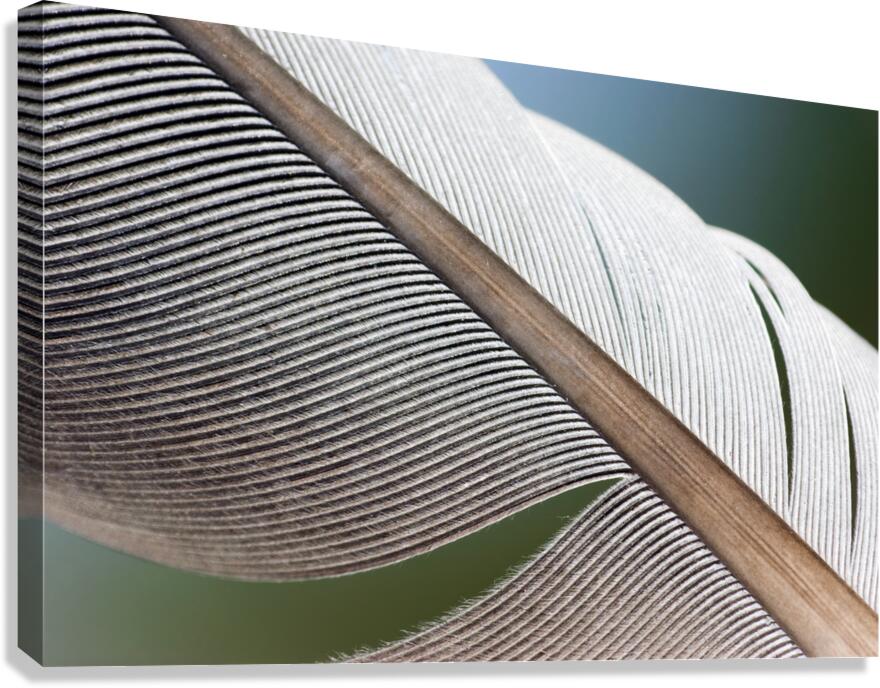 BUILT TO FLY Canvas Print