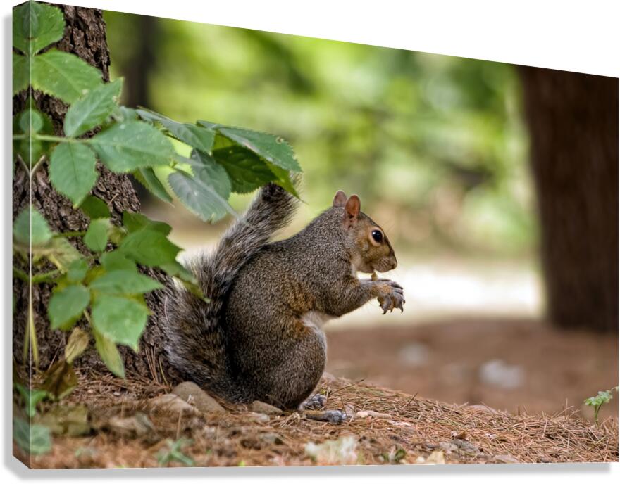 LUNCH BREAK Canvas Print